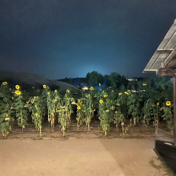 Meet your Posher, Brittany - Picture 1 of 1